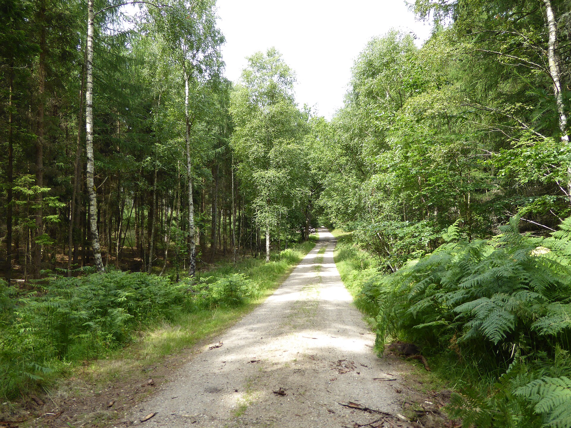 Skovsti i Gribskov ved Hillerød